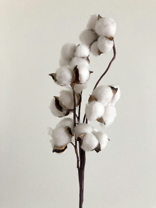 Cotton - the unsustainable nature of a natural crop
